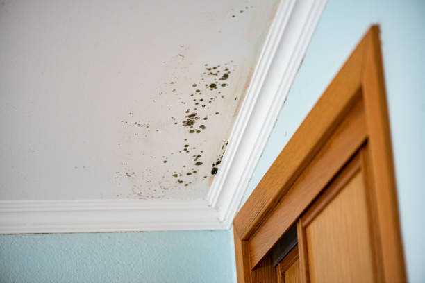 Best Professional Mold Removal  in Lolo, MT