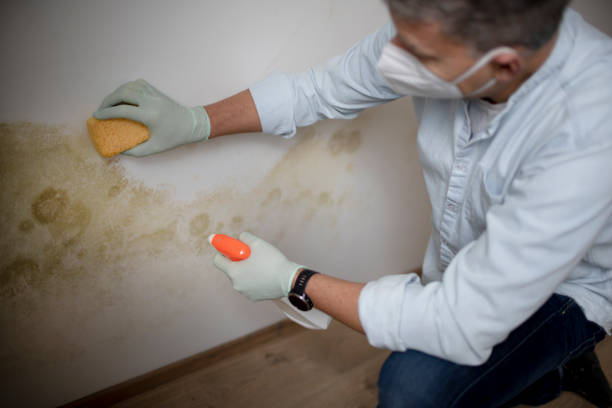 Best Mold Damage Repair  in Lolo, MT