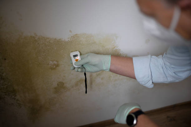 Best Mold Testing  in Lolo, MT