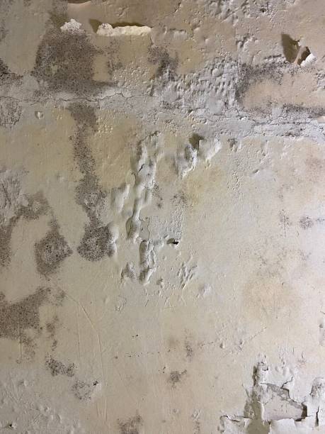 Best Local Mold Removal Service  in Lolo, MT