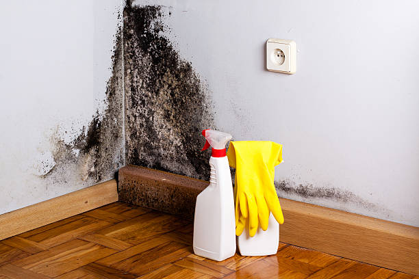 Home Mold Removal in Lolo, MT